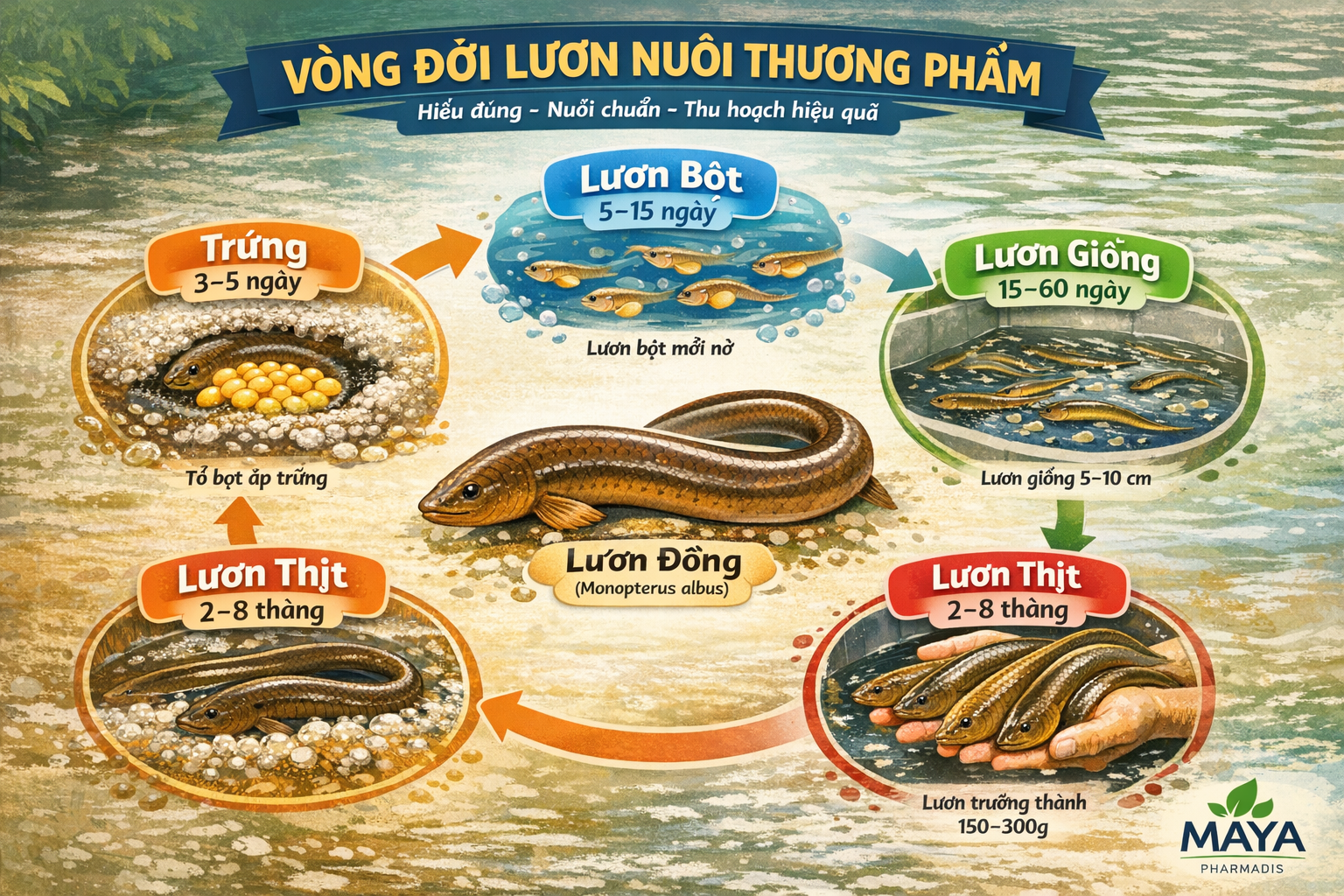 Vòng đời của lươn