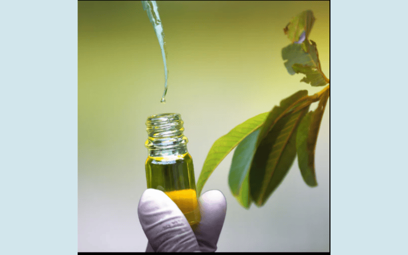 Dịch chiết cuất lá ổi