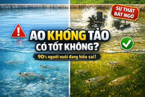 ao không tảo có tốt không