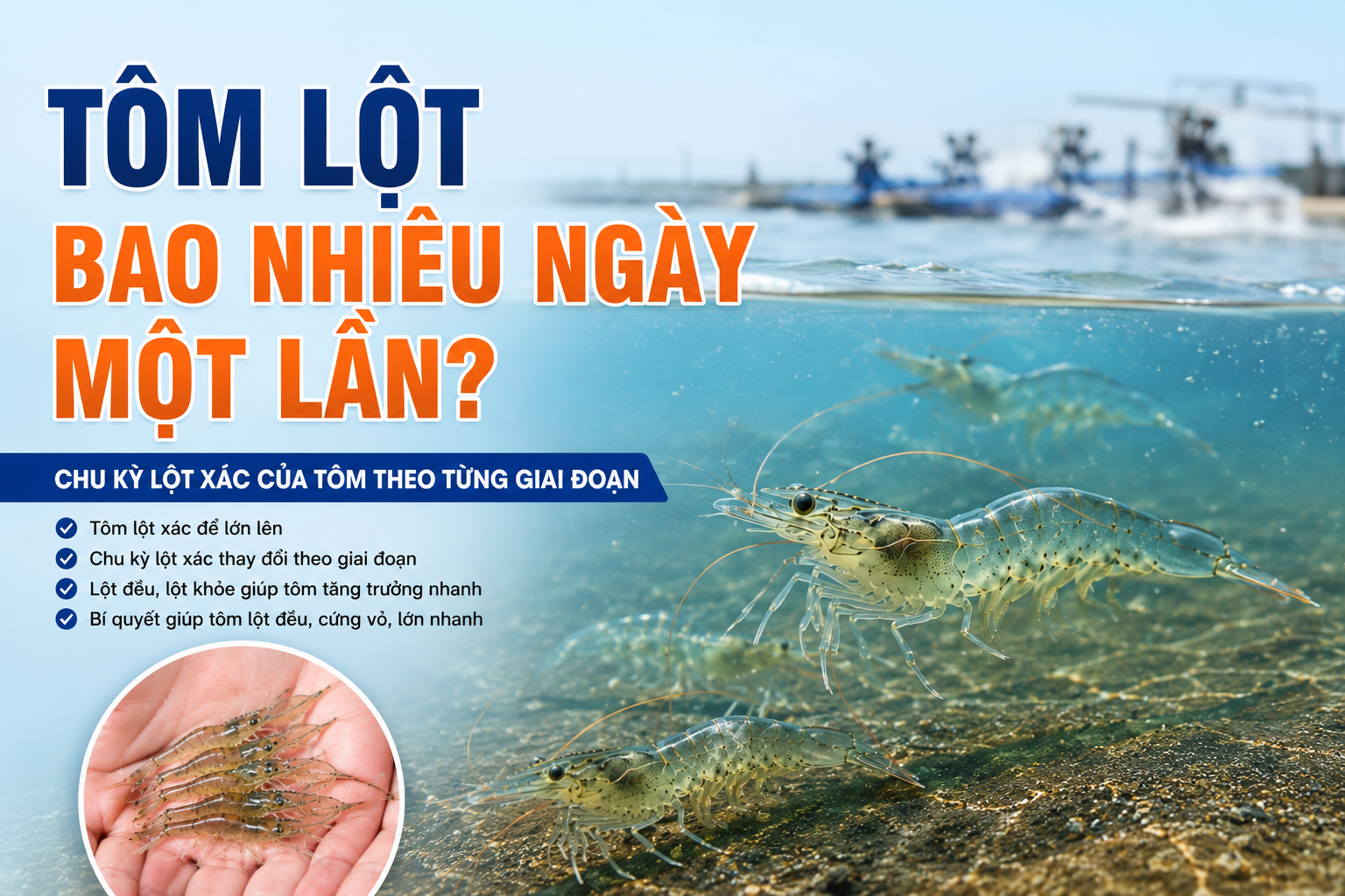 Tôm lột xác