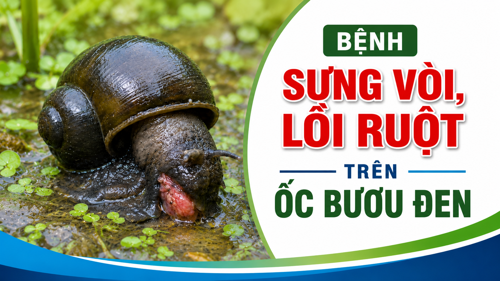 Sưng vòi, lồi ruột ốc bươu đen