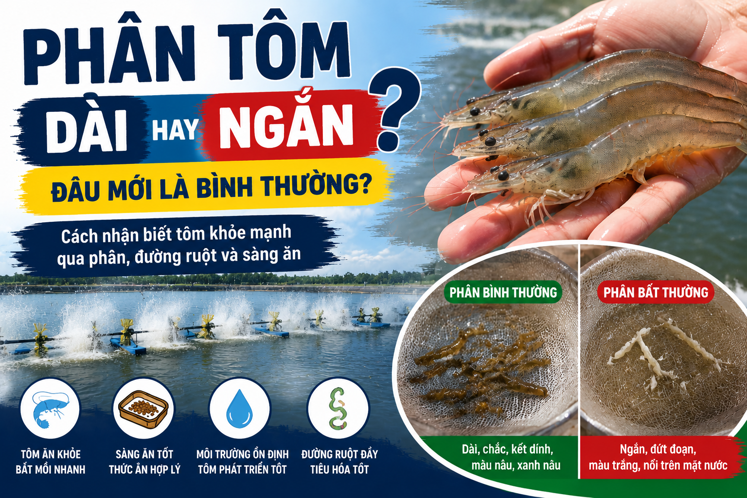 Phân tôm dài hay ngắn