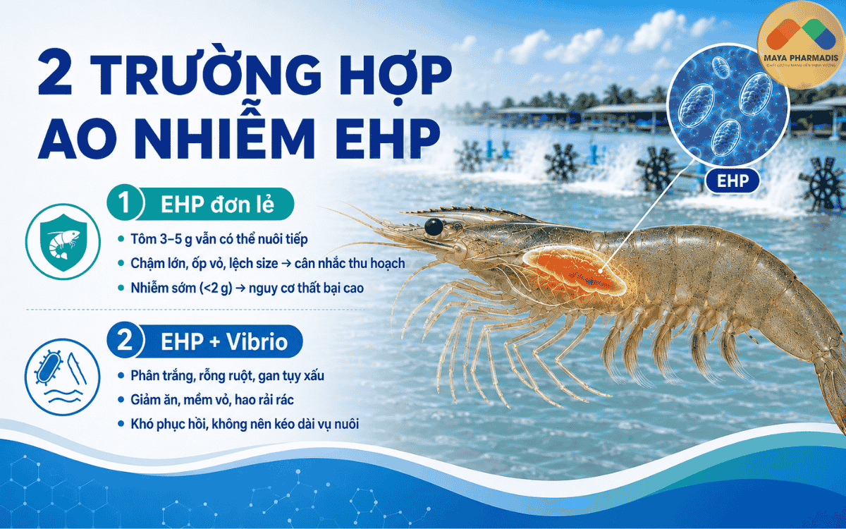 Hai trường hợp thường gặp khi ao nhiễm EHP