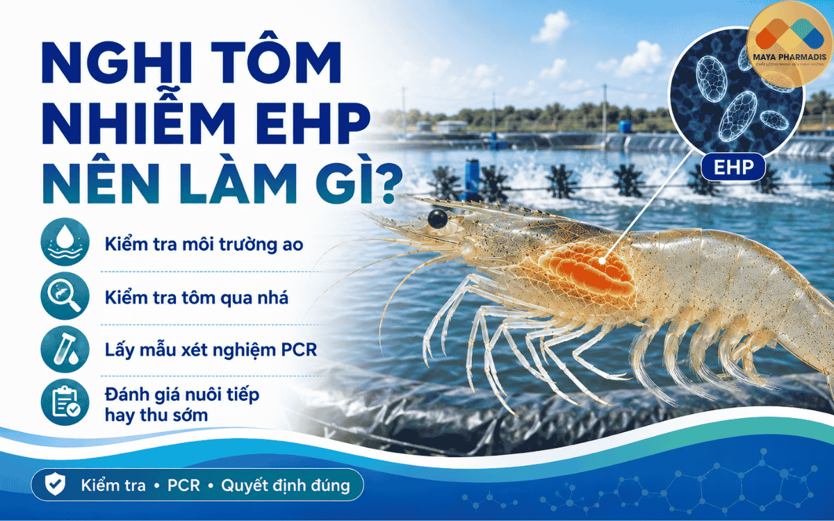 Khi nghi ngờ tôm nhiễm EHP nên làm gì?
