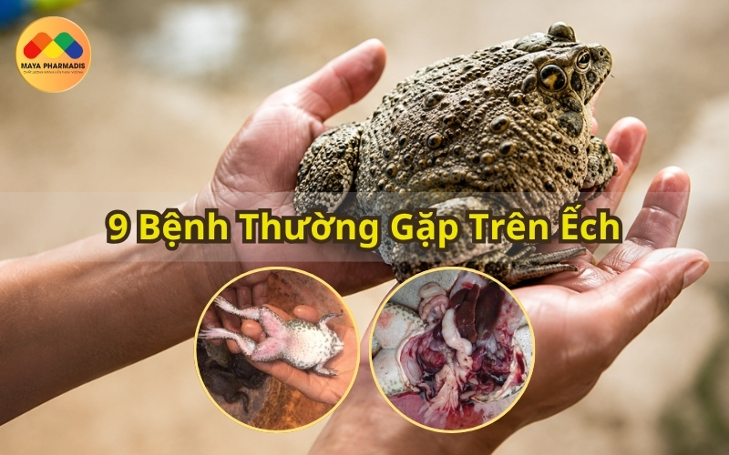 9 bệnh thường gặp trên ếch