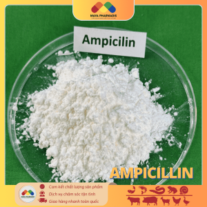 AMPICILLIN