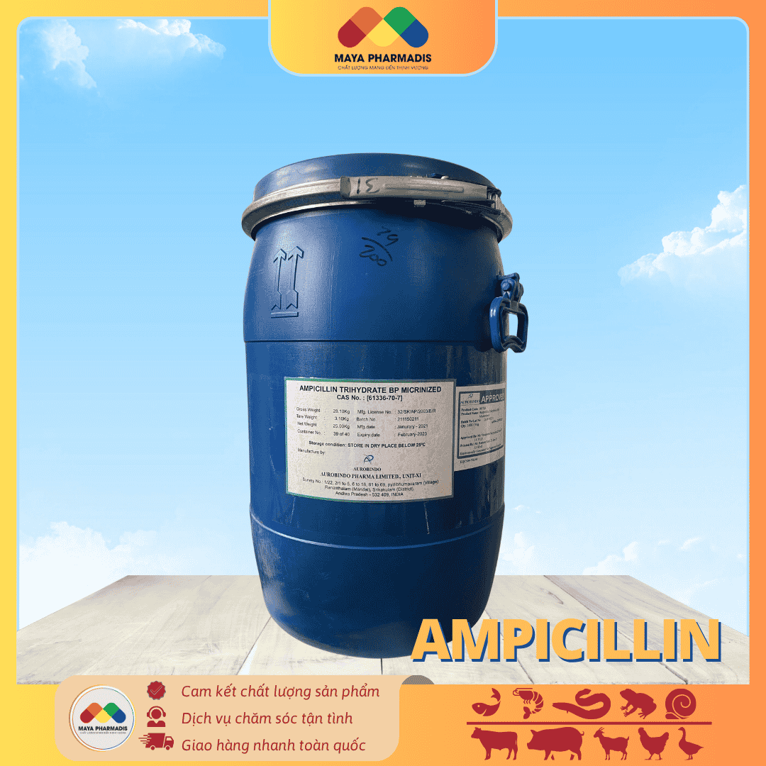 AMPICILLIN Ấn