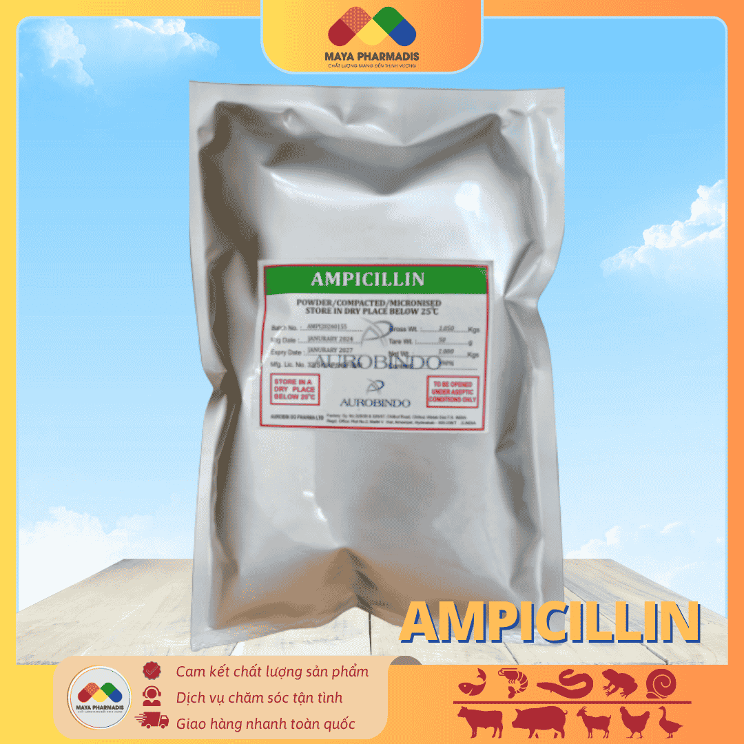 AMPICILLIN