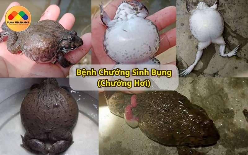 Bệnh chướng sình bụng trên ếch
