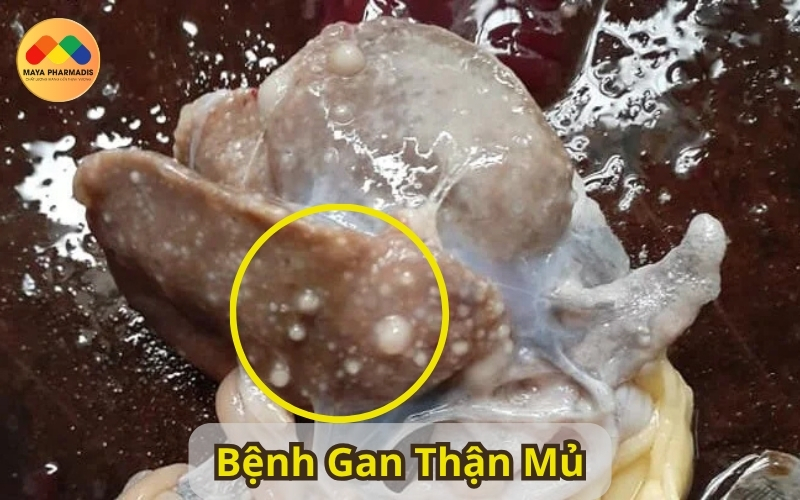 Bệnh gan thận mủ trên ếch