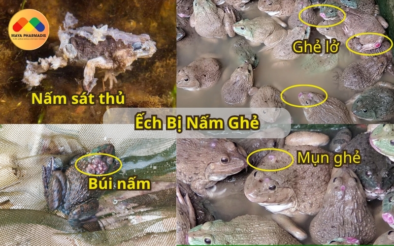 Bệnh nấm ghẻ trên ếch