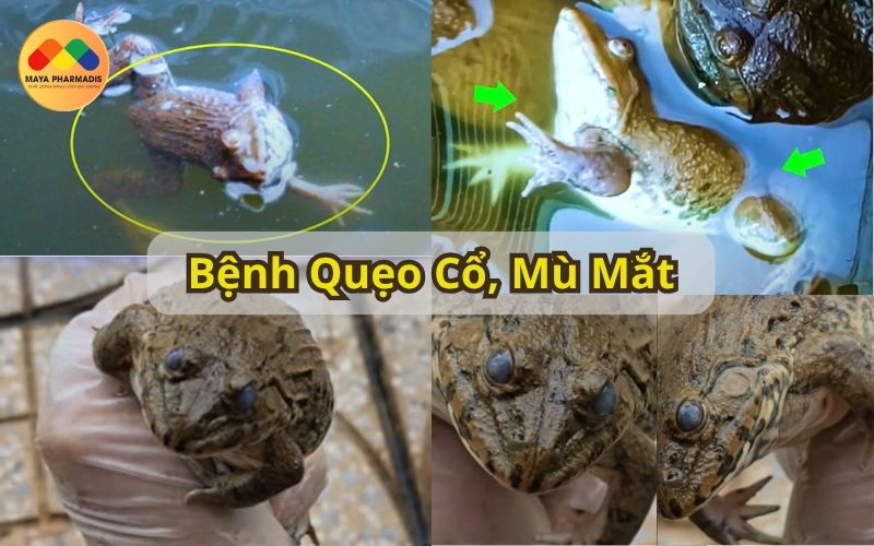 Bệnh quẹo cổ, mù mắt trên ếch