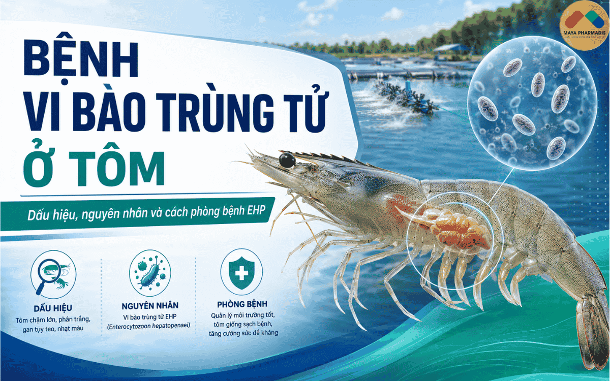 Vi bào trùng tử ở tôm: dấu hiệu, nguyên nhân và cách phòng EHP
