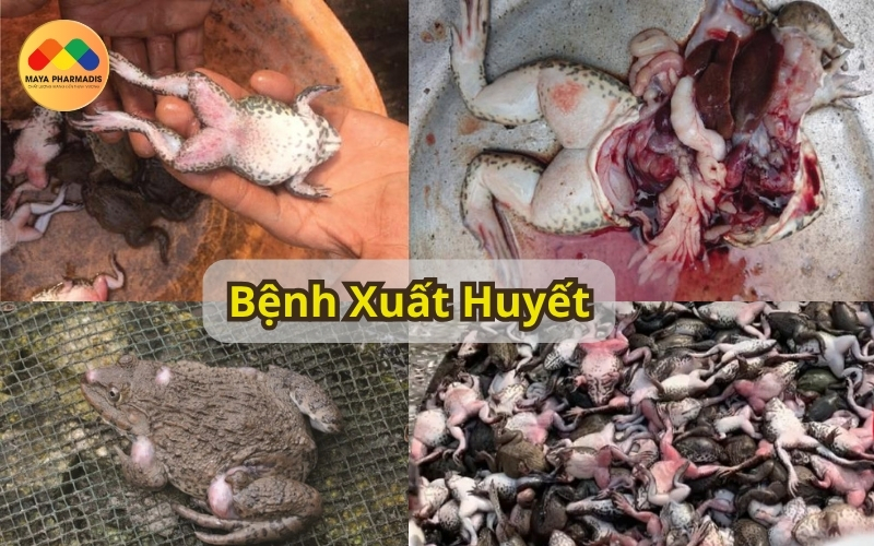 Bệnh xuất huyết, lở loét trên ếch