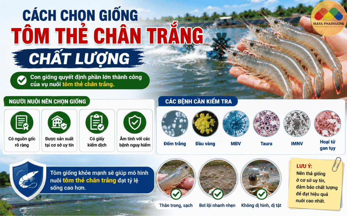 Cách Chọn Giống Tôm Thẻ Chân Trắng Chất Lượng