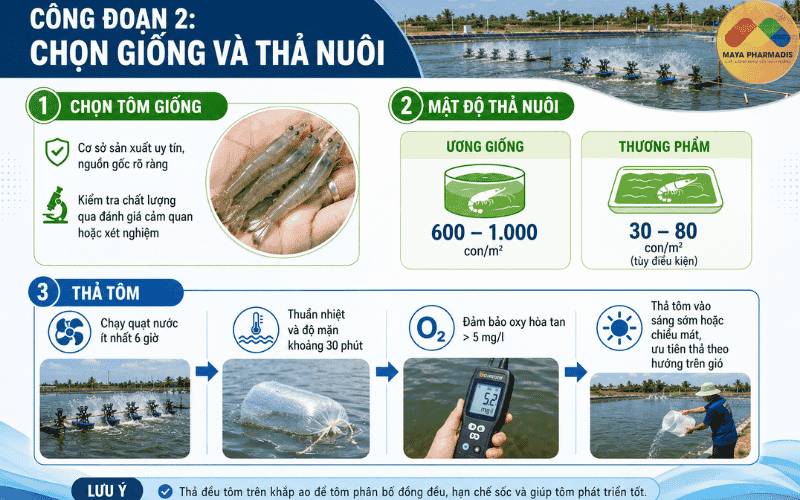 CÔNG ĐOẠN 2: CHỌN GIỐNG VÀ THẢ NUÔI
