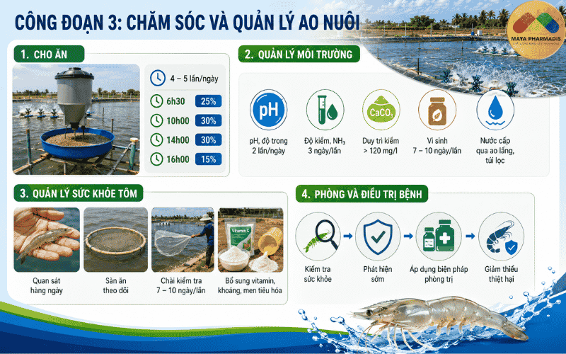 CÔNG ĐOẠN 3: CHĂM SÓC VÀ QUẢN LÝ AO NUÔI