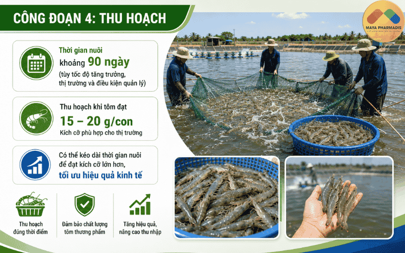 CÔNG ĐOẠN 4: THU HOẠCH