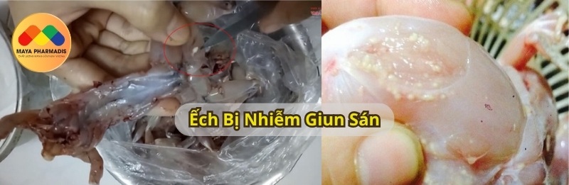 Ếch bị nhiễm giun sán