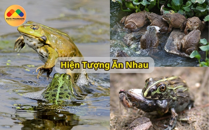 Hiện tượng ăn nhau trên ếch