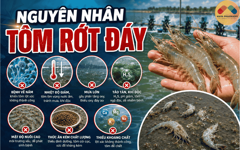 Nguyên nhân tôm rớt đáy