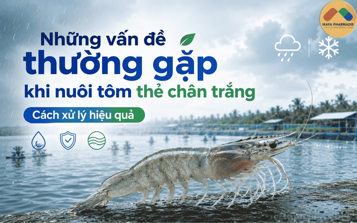 Những vấn đề thường gặp khi nuôi tôm thẻ chân trắng và cách xử lý hiệu quả