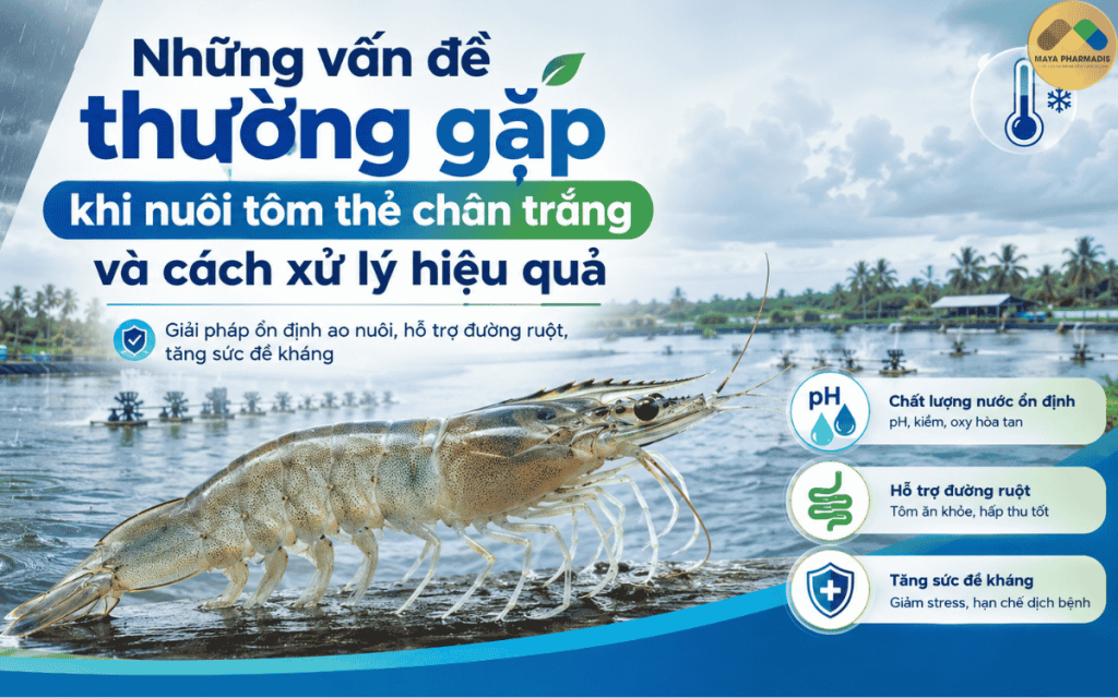 Những vấn đề thường gặp khi nuôi tôm thẻ chân trắng và cách xử lý hiệu quả