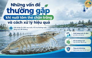 Những vấn đề thường gặp khi nuôi tôm thẻ chân trắng và cách xử lý hiệu quả