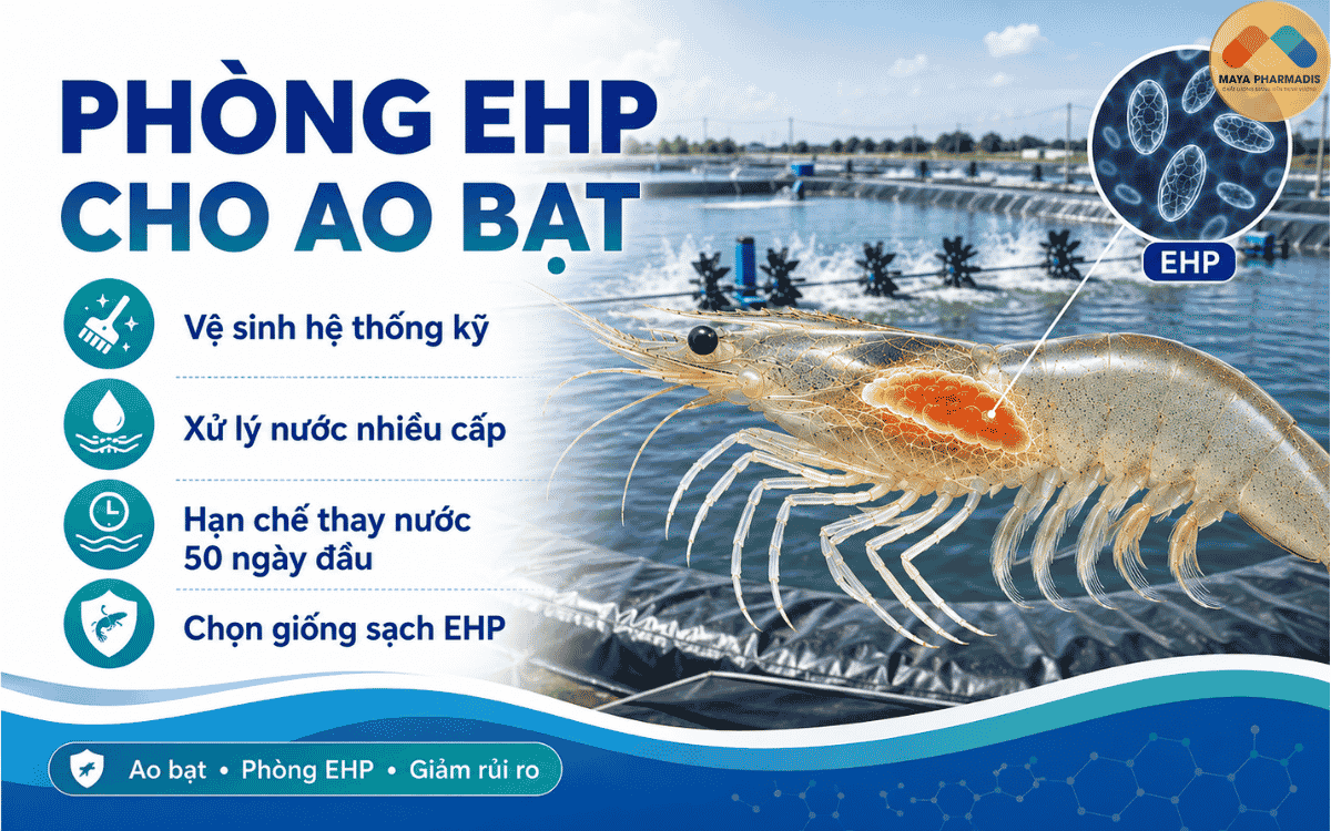 Cách phòng bệnh vi bào trùng tử cho ao bạt
