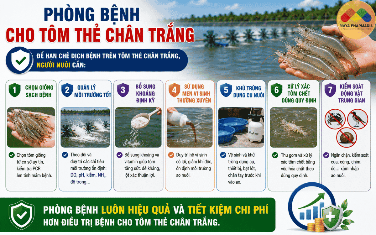 Phòng Bệnh Cho Tôm Thẻ Chân Trắng