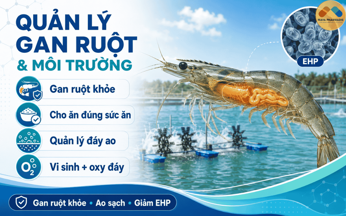 Quản lý gan ruột và môi trường để hạn chế EHP