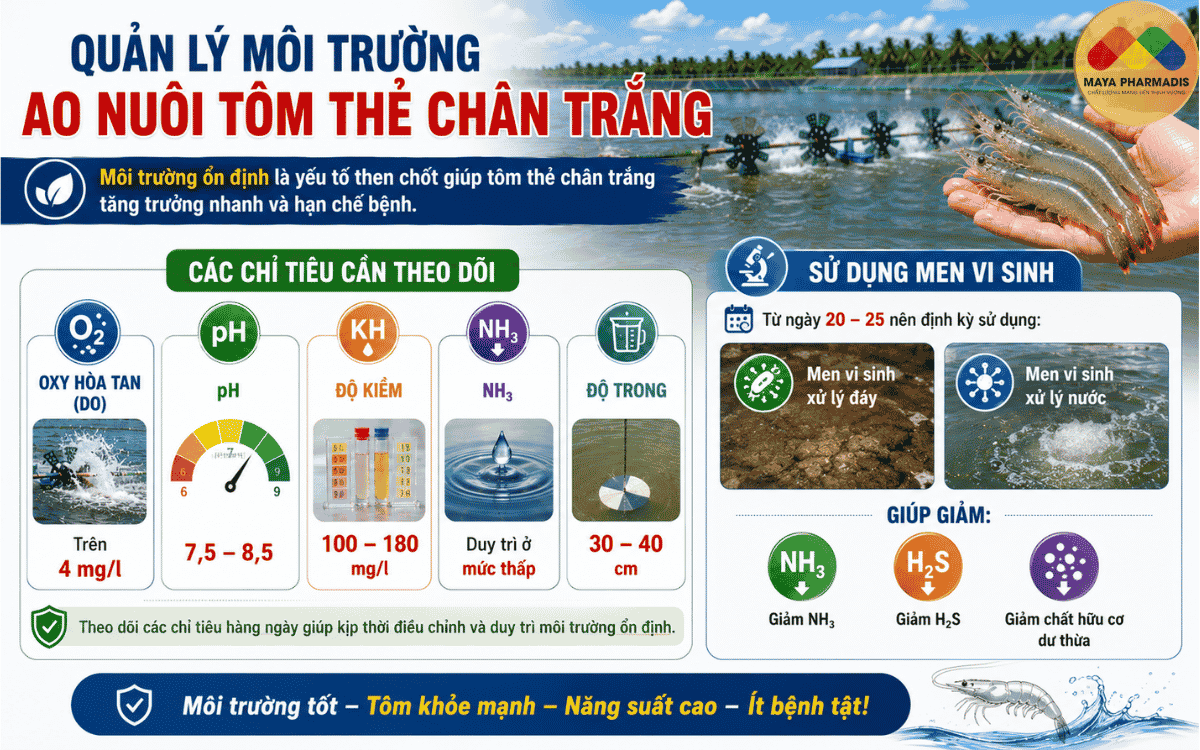 Quản Lý Môi Trường Ao Nuôi Tôm Thẻ Chân Trắng