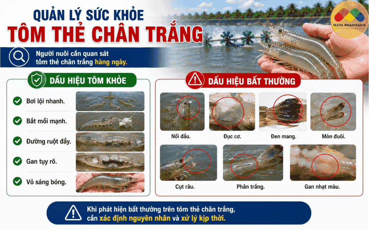 Quản Lý Sức Khỏe Tôm Thẻ Chân Trắng