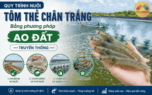 Quy trình nuôi tôm thẻ chân trắng bằng phương pháp ao đất truyền thống