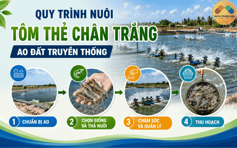 Quy trình nuôi tôm thẻ chân trắng bằng phương pháp ao đất truyền thống