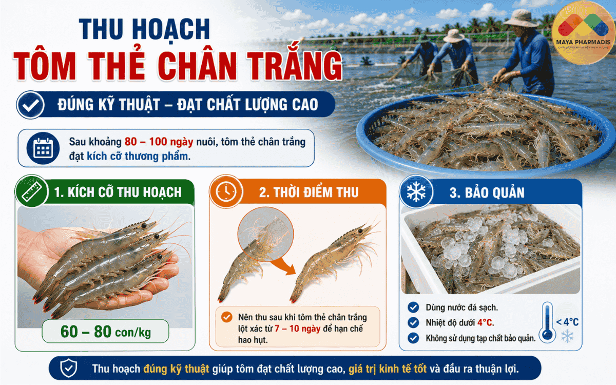 Thu Hoạch Tôm Thẻ Chân Trắng Đúng Kỹ Thuật