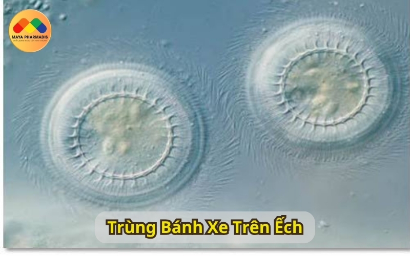 Trùng bánh xe trên ếch
