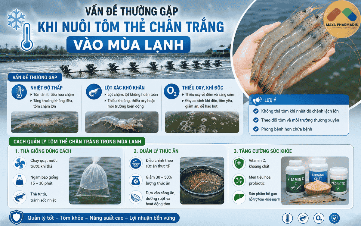 Vấn đề thường gặp khi nuôi tôm thẻ chân trắng vào mùa lạnh