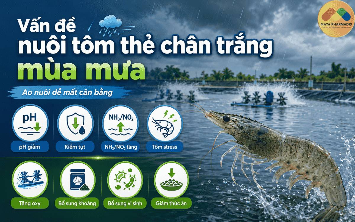 Vì sao tôm thẻ chân trắng dễ gặp rủi ro?