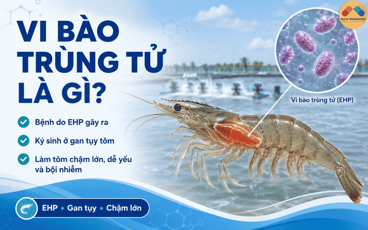Vi bào trùng tử là gì?