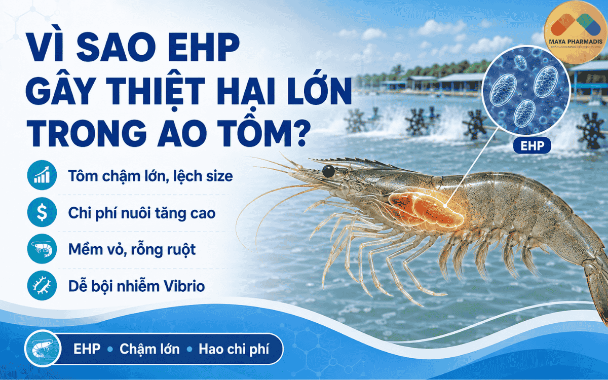 Vì sao EHP gây thiệt hại lớn trong ao tôm?