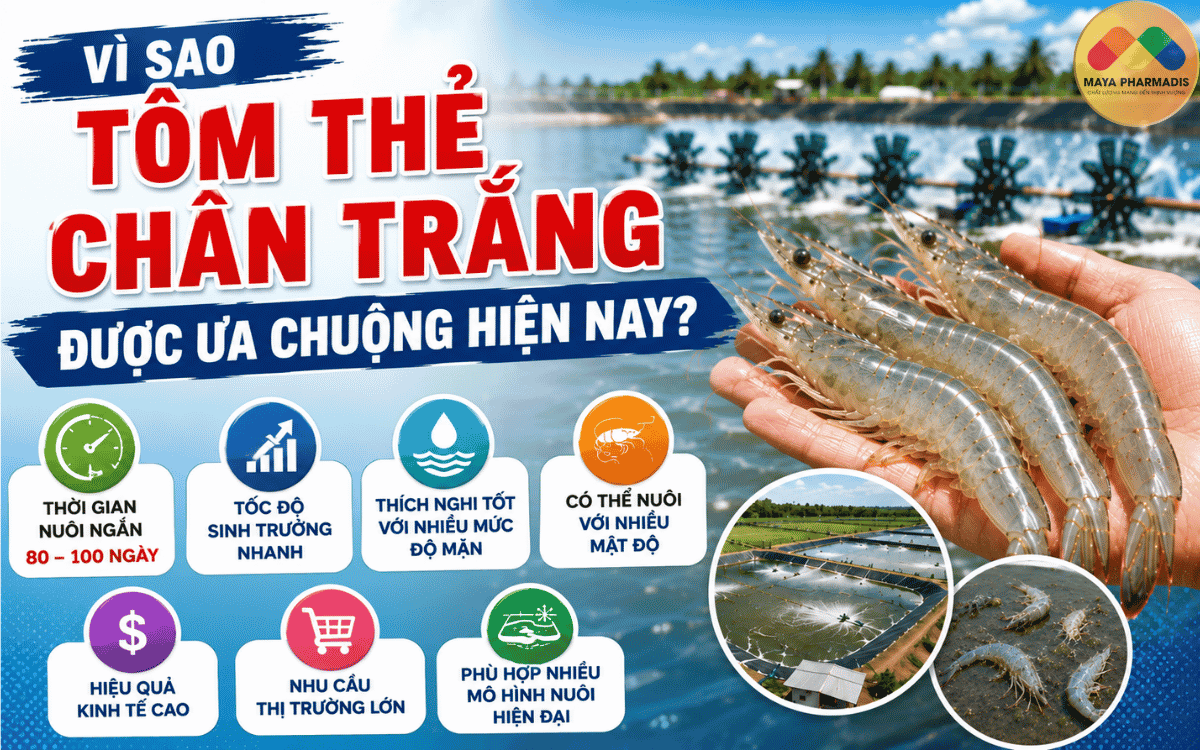 Vì Sao Tôm Thẻ Chân Trắng Được Ưa Chuộng Hiện Nay?