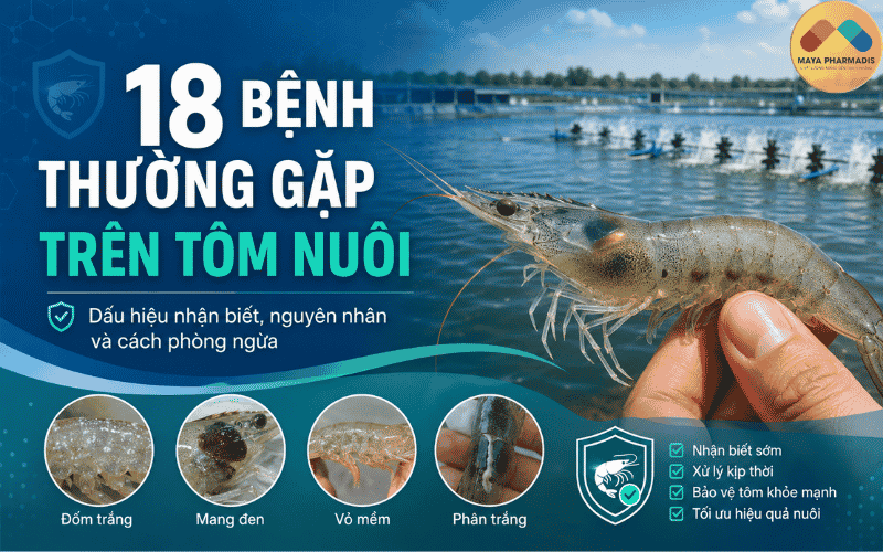 18 BỆNH THƯỜNG GẶP TRÊN TÔM NUÔI: DẤU HIỆU, NGUYÊN NHÂN VÀ CÁCH PHÒNG NGỪA