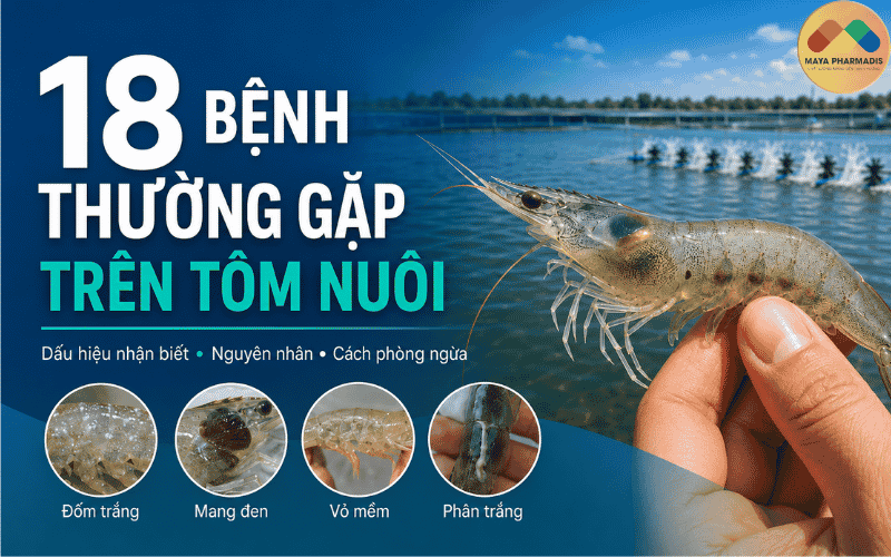 18 bệnh thường gặp trên tôm nuôi bà con cần biết