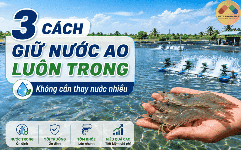 3 CÁCH GIỮ NƯỚC AO LUÔN TRONG, HẠN CHẾ THAY NƯỚC NHIỀU