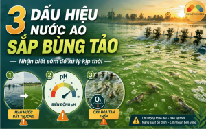 BÙNG TẢO TRONG AO NUÔI: 3 DẤU HIỆU CẦN XỬ LÝ SỚM