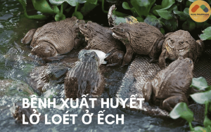 BỆNH XUẤT HUYẾT - LỞ LOÉT Ở ẾCH: Dấu hiệu và cách điều trị