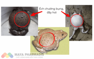Bệnh Chướng Bụng Trên Ếch