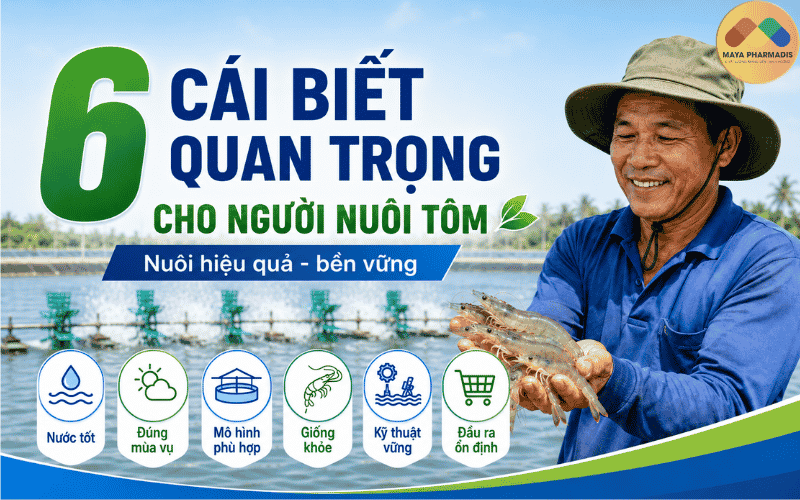 6 cái biết quan trọng của người nuôi tôm để nuôi hiệu quả và bền vững