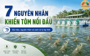 7 NGUYÊN NHÂN KHIẾN TÔM NỔI ĐẦU VÀ CÁCH XỬ LÝ KỊP THỜI TRONG AO NUÔI
